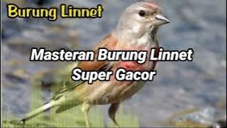 bnyk yg blm kenal burung ini. Ternyata Suara Burung Ini Sangat Bar-bar Cocok Untuk Masteran ‼️