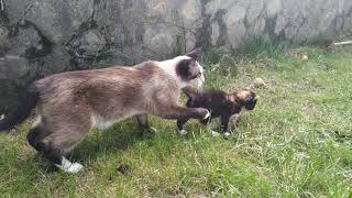 Материнская забота от природы. Кошка со своим котенком.