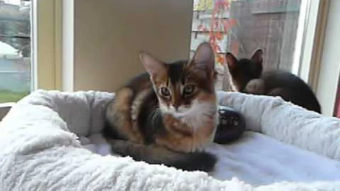 Watch the video about 2012-11-10, cute ruddy Somali kitten Jumanah's Chanoa Cenya, 14 weeks 022.mov