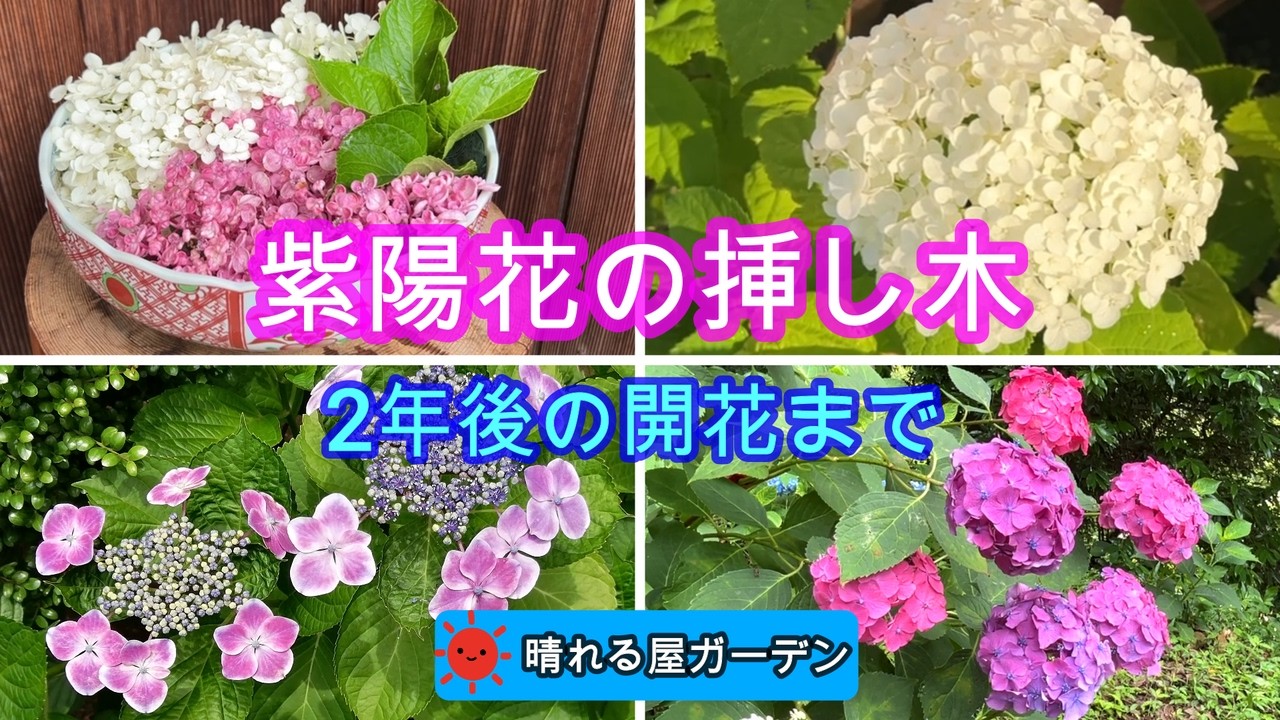 紫陽花の挿し木(挿し木→2年後の開花まで) - YouTube