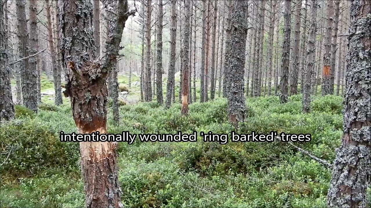Mar Lodge Estate :: Plantation at Linn of Dee (30JUN17)