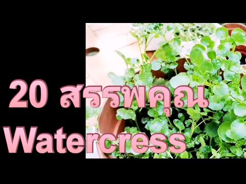 20 ประโยชน์ของผักวอเตอร์เครส |สรรพคุณ watercress