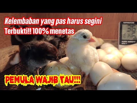 Video: Kelembaban adalah indikator penting