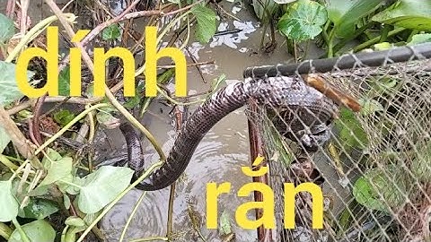 Thăm lợp trúng mánh ,dính rắn cá lóc cá trê vàng, cá rô đồng mê luon...