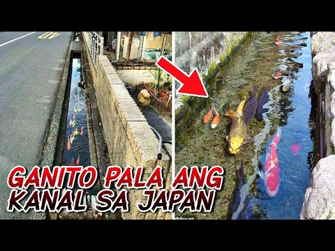 Video: Ano Ang Makikita Sa Japan