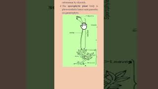 Alternation of generation (Funaria) #bryophytes #1stsemesterexam  #biology Life cycle of Funaria.