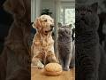 Cat Vs  Dog😂Biscuit World War#shorts#funny#ytshorts #petshub