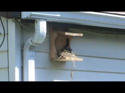 Robin Nesting Shelf Robin Bird House - YouTube
