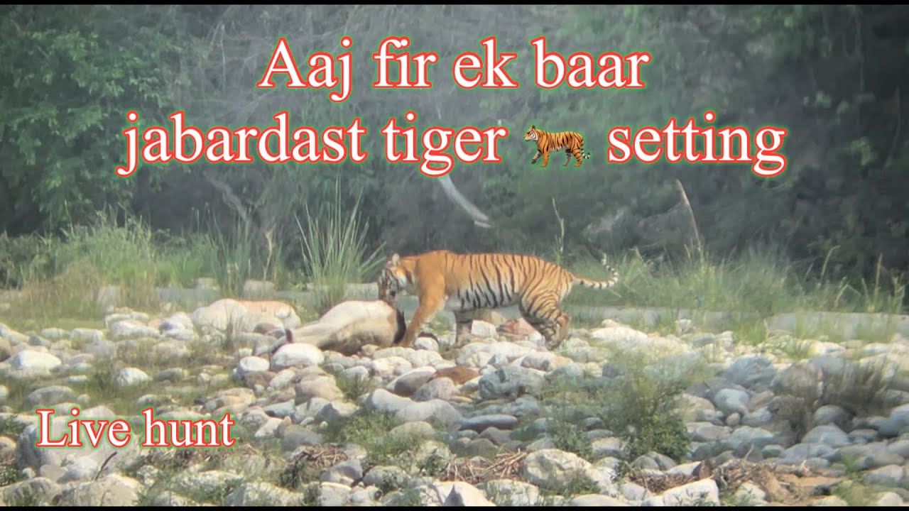 Aaj fir ek baar jabardast tiger 🐅 sighting 