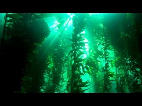 Alghe Kelp: proprietà e benefici