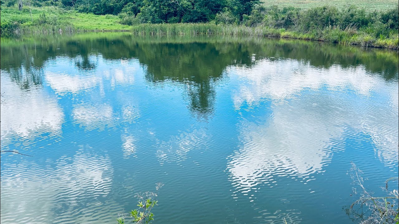 Chacara em bela vista de 42 hectares rica em água plantando 30hectares R$3.200.000 a 68km de Goiânia