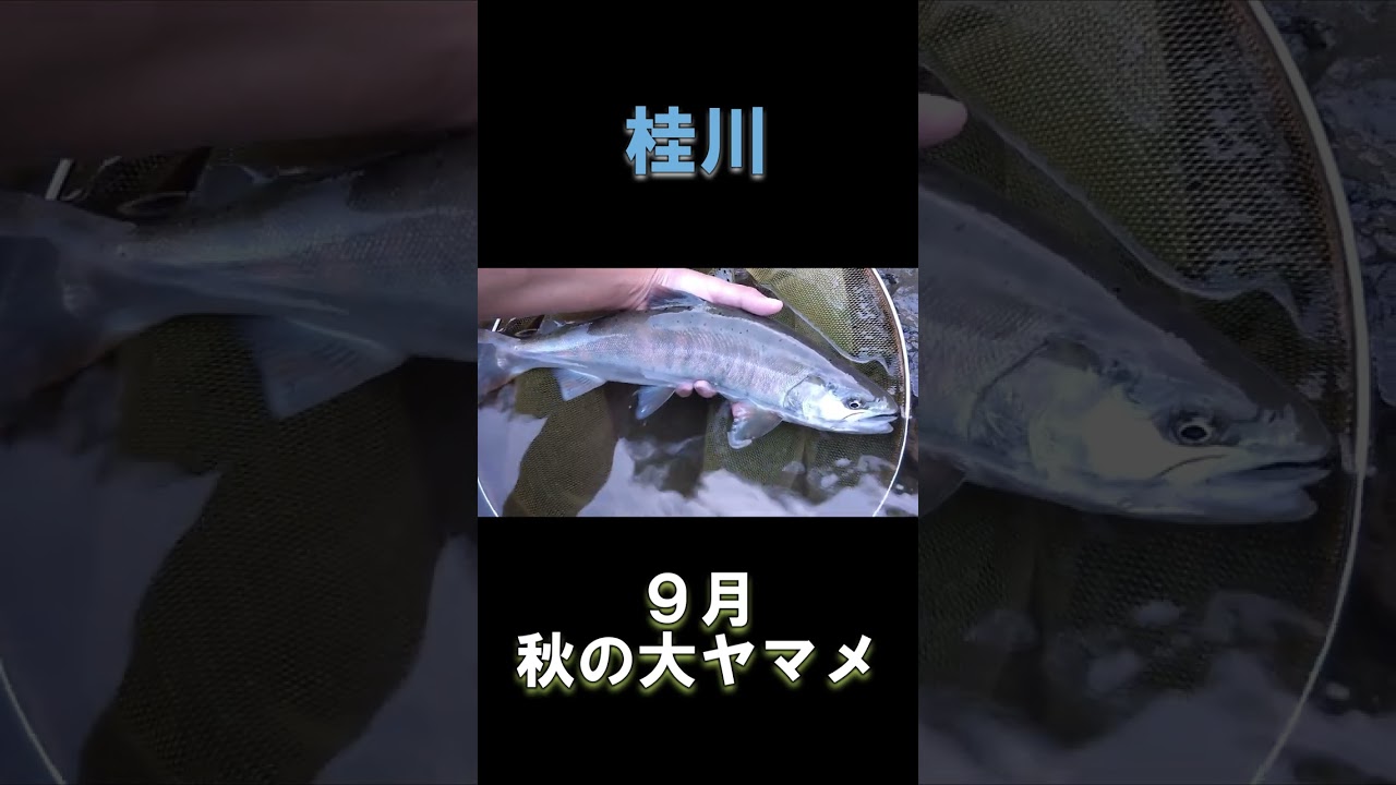 9月の大ヤマメin桂川 #shorts - YouTube