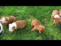 AKC Staffordshire Bull Terrier puppies playing  five weeks old の動画、YouTube動画。