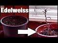 Time lapse of edelweiss plant growing