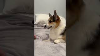 Corgi Wants His Toy