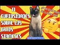 11 Curiosidades Sobre Los Gatos Siameses - SiamCatChannel