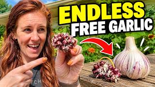 How to Grow Garlic Forever... With Scapes!? @GardeningInCanada