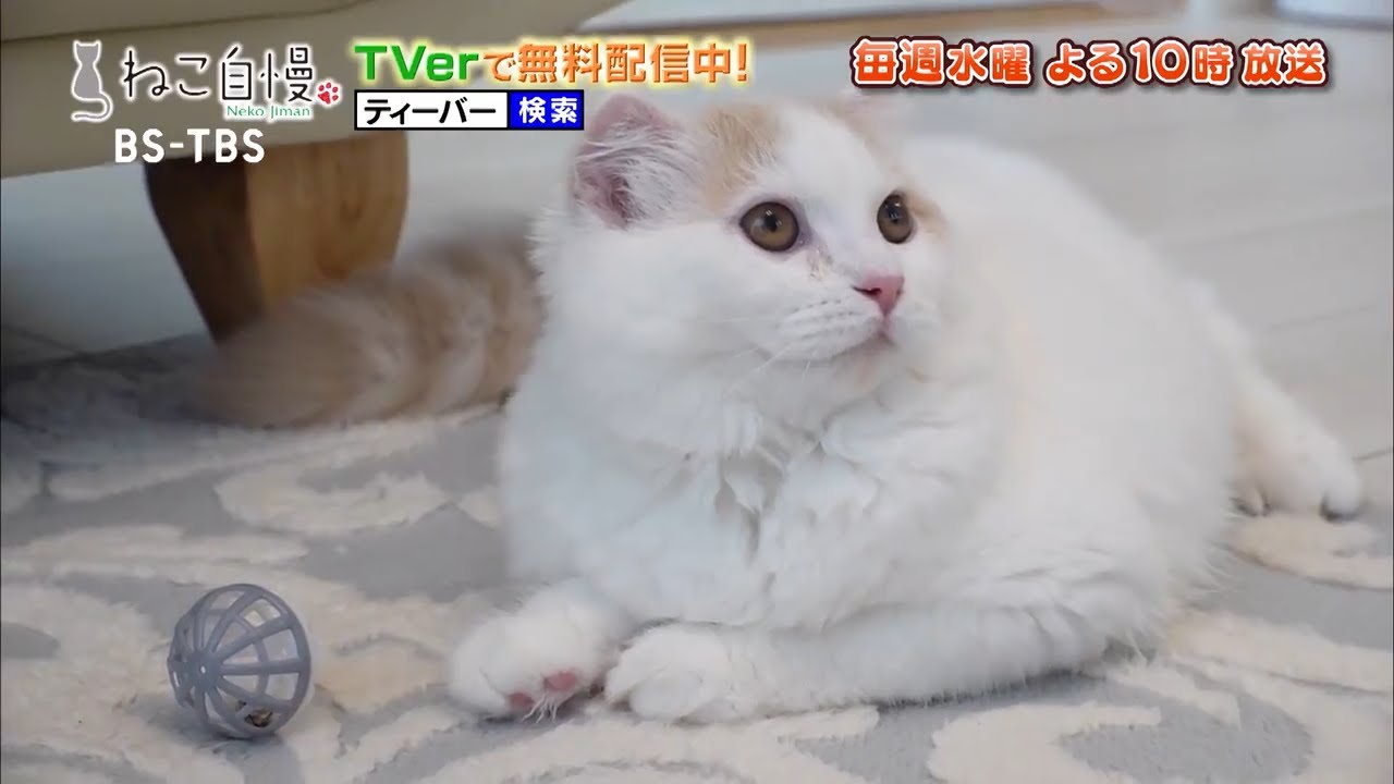 猫B 値下げしました！ 5176_20241119092046.jpg