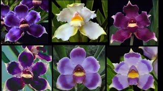 Tim Culbertson’s presentation - “Soft Leaf Orchids”