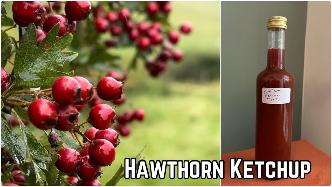 Hawthorn Ketchup Recipe