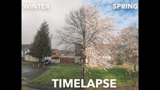 Lockdown Spring Timelapse | Quarantine Project | Cherry Tree Blossom | Time-lapse photography 4K