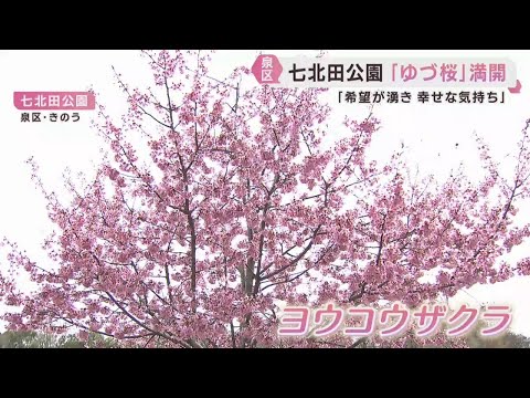 Yuzuru Hanyu's cherry blossoms are in full bloom, attracting fans