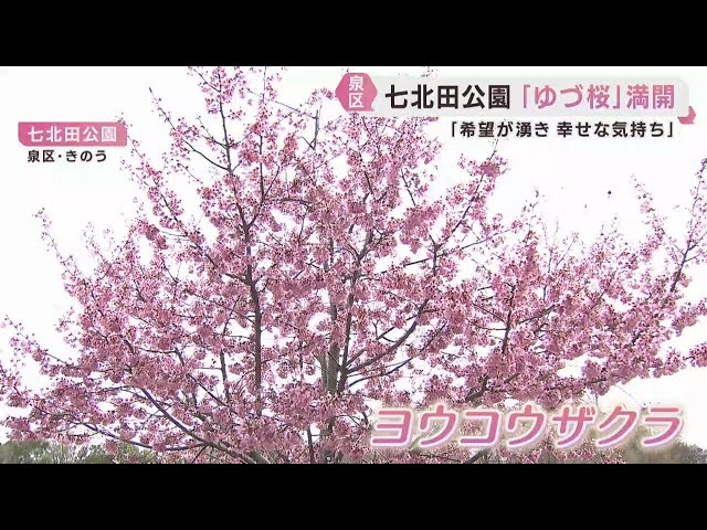 Yuzuru Hanyu's cherry blossoms are in full bloom, attracting fans