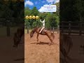 Essa peão aqui Eo mais duro que já vir 😳🤠 #agro #pecuarista #shortsviral #fazenda #gado