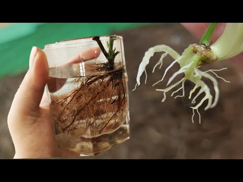 ВСЁ В КОРНЯХ! ЗАБЫТЫЙ СПОСОБ УКОРЕНИТЬ ЛЮБОЙ ЧЕРЕНОК! СУПЕР КОРНЕОБРАЗОВАТЕЛЬ СВОИМИ РУКАМИ!