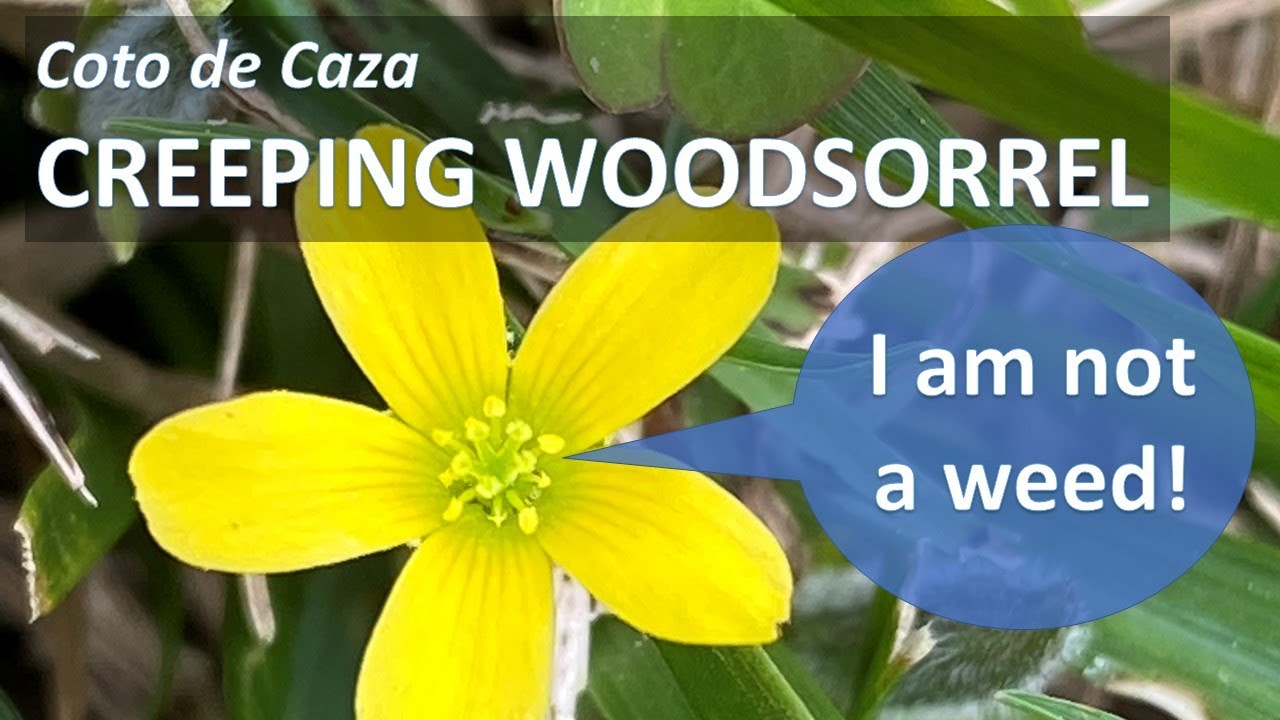 Oxalis Creeping Yellow Woodsorrel, Wildflowers & Weeds; Identification Oxalis corniculata v stricta