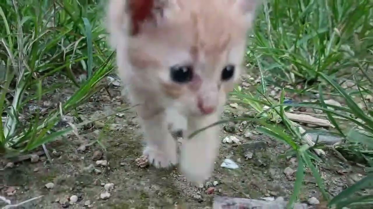 These 3 Kittens Were Crying for Their Mother. Finally, I Tried to Comfort Them