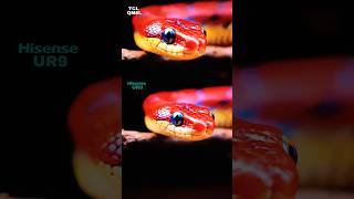 TCL QM8L VS HISENSE UR9! SQD Meets RGB!!