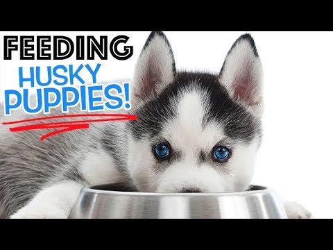 Video: How To Feed A Husky Puppy