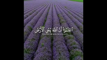 قرآن كريم القارئ شريف مصطفى //ستوري انستا //حالات واتس اب 🍁🌾😍