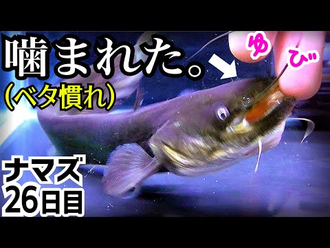 ベタ慣れのナマズに手でエサをあげたら噛まれました。【痩せたナマズ26日目】