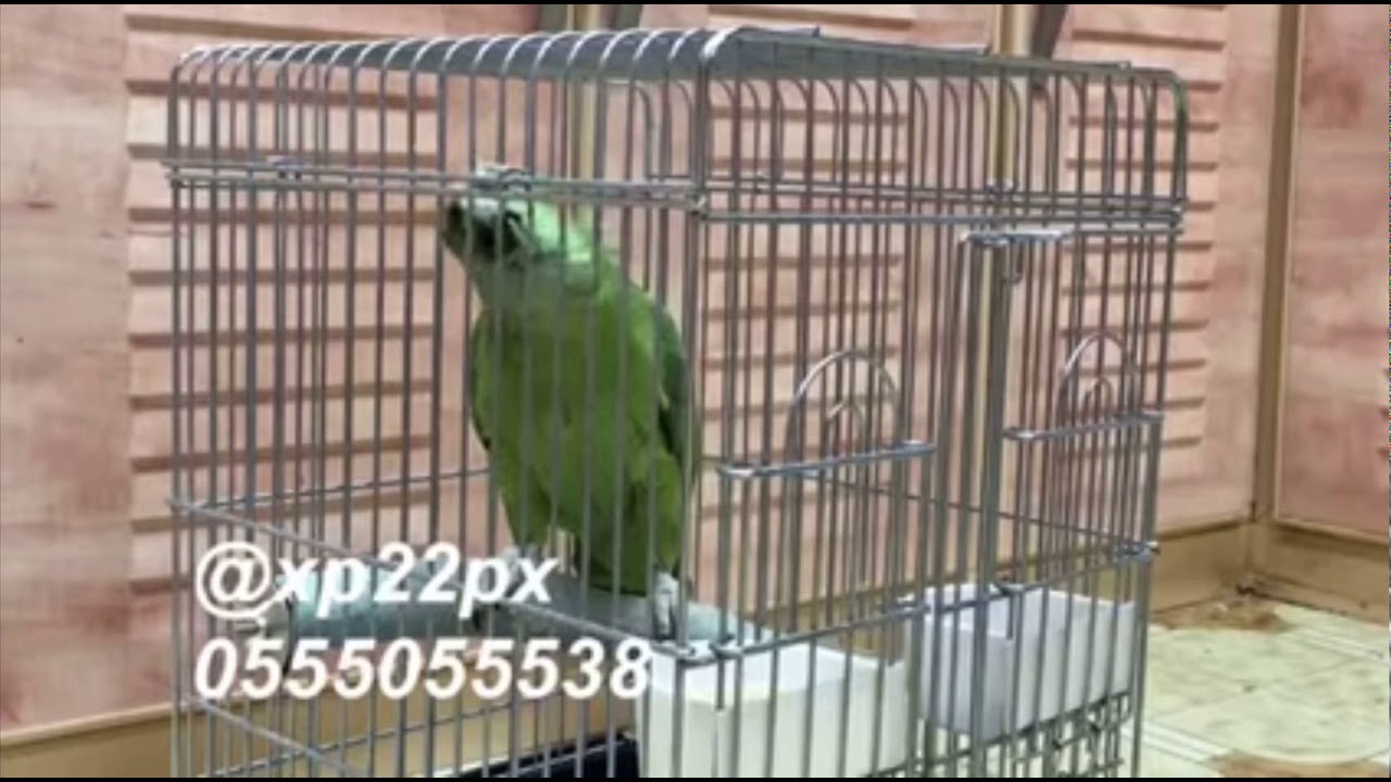 ماشاء الله طيري الخاص امازون يلوناب ❤️❤️❤️