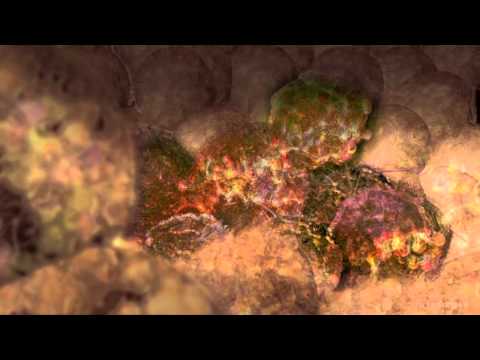 Video: Proliferation - normal cells, skin, endometrium, cancer cells