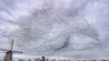 Murmuration of Starlings / Dans van de spreeuwen