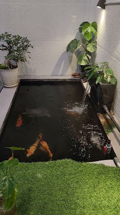 why 9 koi fish in 1 pond?? #koi #koiindonesia