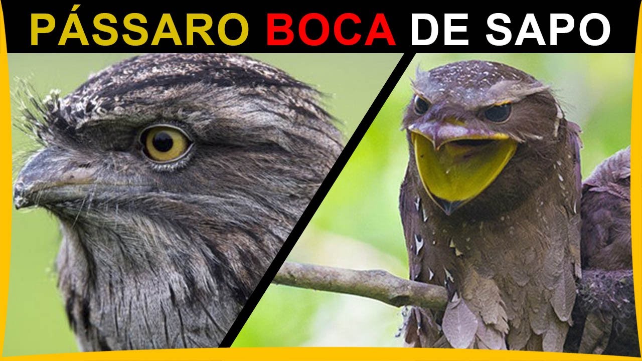 PÁSSARO BOCA DE SAPO - Essa ave noturna é uma excelente caçadora - YouTube