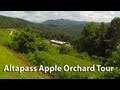 Altapass Apple Orchard Tour - and Miss Charlotte&#39;s Fudge