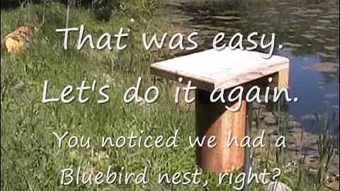 Inspecting the Bluebird nest box