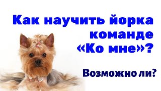 Как научить йоркширского терьера команде "Ко мне" самостоятельно? Возможно ли это? Как научить йоркширского терьера команде "Ко мне" самостоятельно? Возможно ли это?