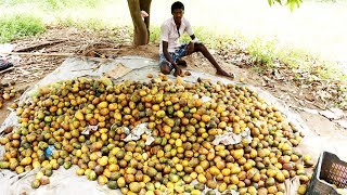 100 Kg Mango Fruit Juice Prepared by my Village Friends | village food taste
