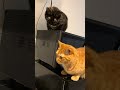 Cute cats #adoreble #cat #adorably #cutecat #cute #kitten #kitty