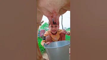 Choti Choti Gaiya Ftfggg Vh Love Song Funny 