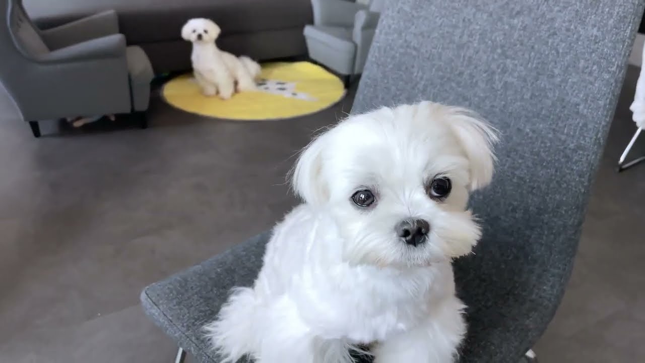 The Tinniest Korean Maltese Puppies are loving mummy’s milk😋🍼🐾