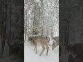 Trailcam: Leaving Holiday DINNER IN THE WOODS....look who showed up!