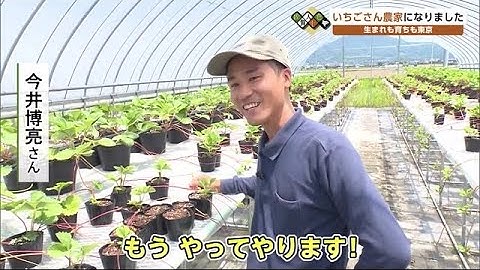夢だった「イチゴ農家になりました」東京育ち農業未経験の男性 佐賀県白石町に移住 (21/07/23 13:50)