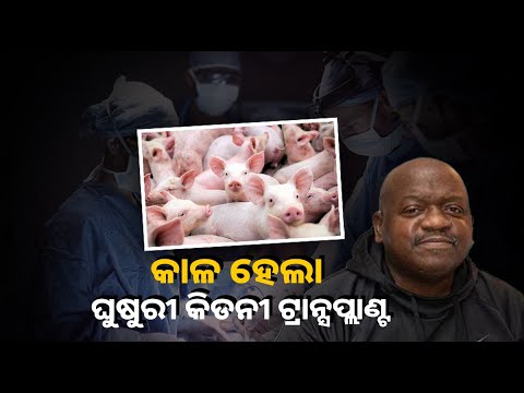 ଦୁଇ ମାସ ତଳେ ଦେହରେ ଲଗାଇଥିଲେ ଘୁଷୁରୀ କିଡନୀ, ଏବେ ଚାଲିଗଲା ଜୀବନ